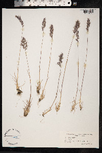 Poa bulbosa image