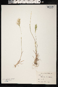 Poa bulbosa image