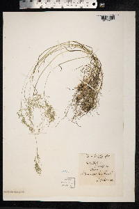 Poa bulbosa image