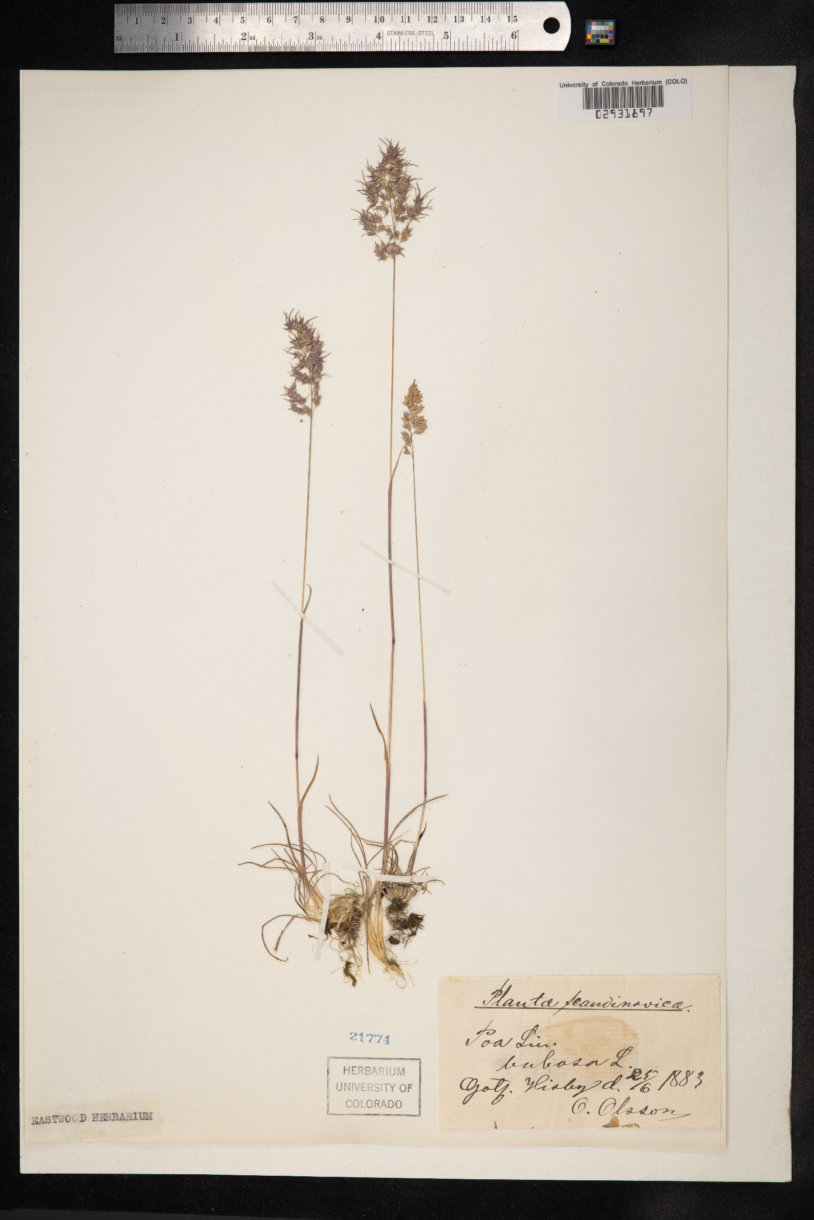 Poa bulbosa image