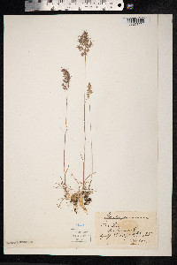 Poa bulbosa image