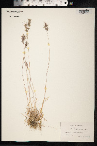 Poa bulbosa image
