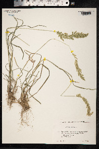 Poa bulbosa image