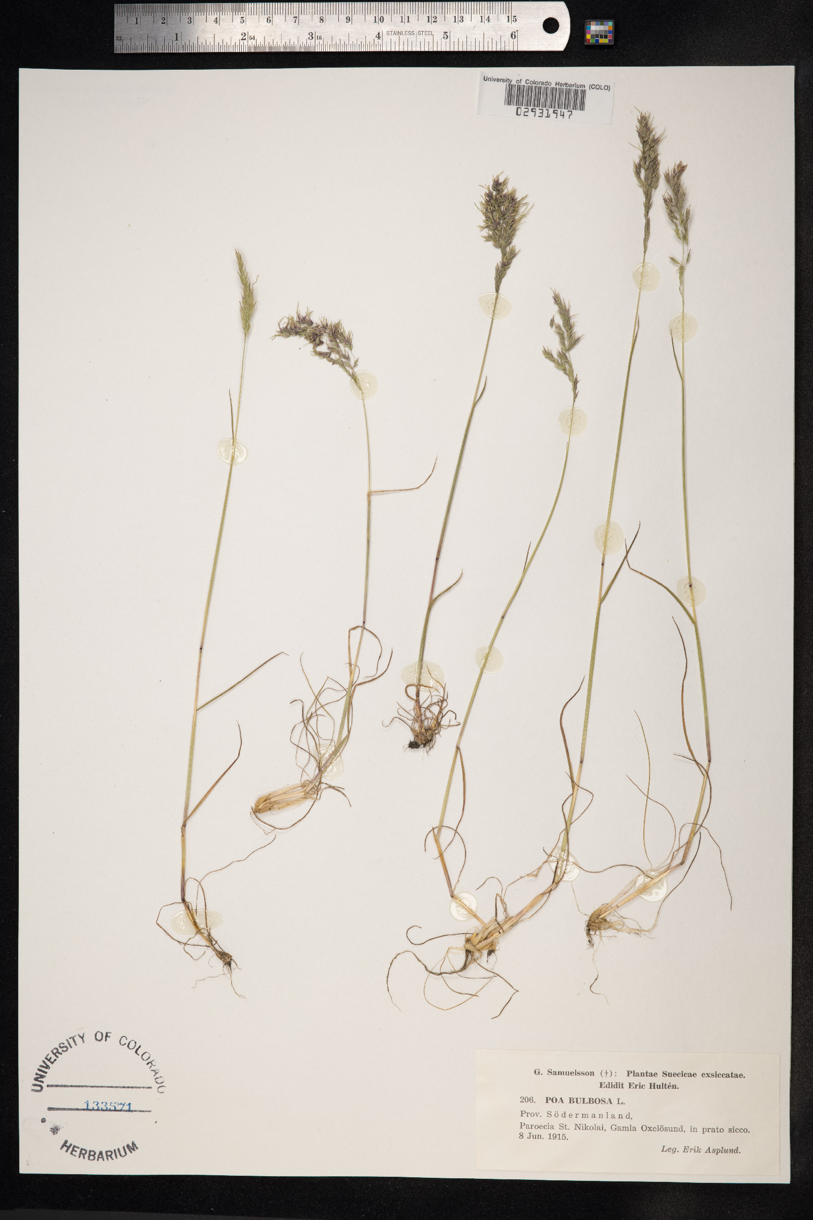 Poa bulbosa image