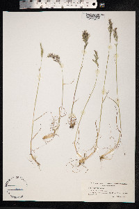 Poa bulbosa image