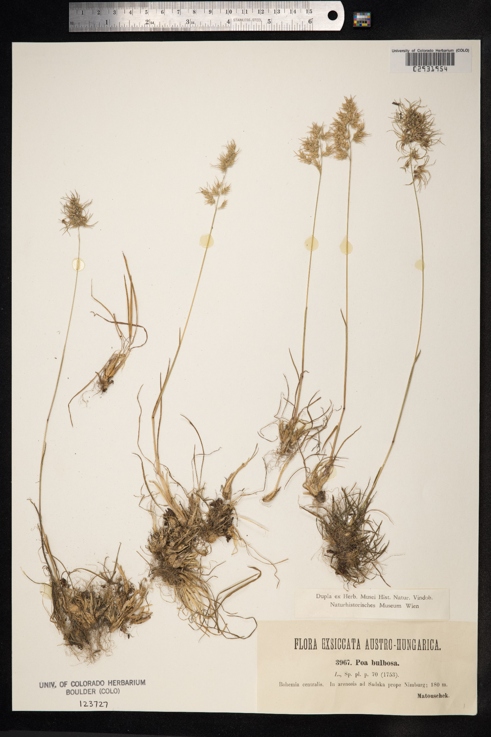 Poa bulbosa image