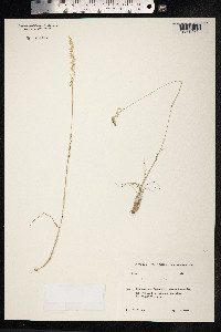 Poa bulbosa image