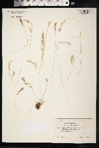 Poa bulbosa image