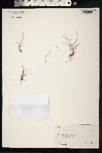 Poa bulbosa image