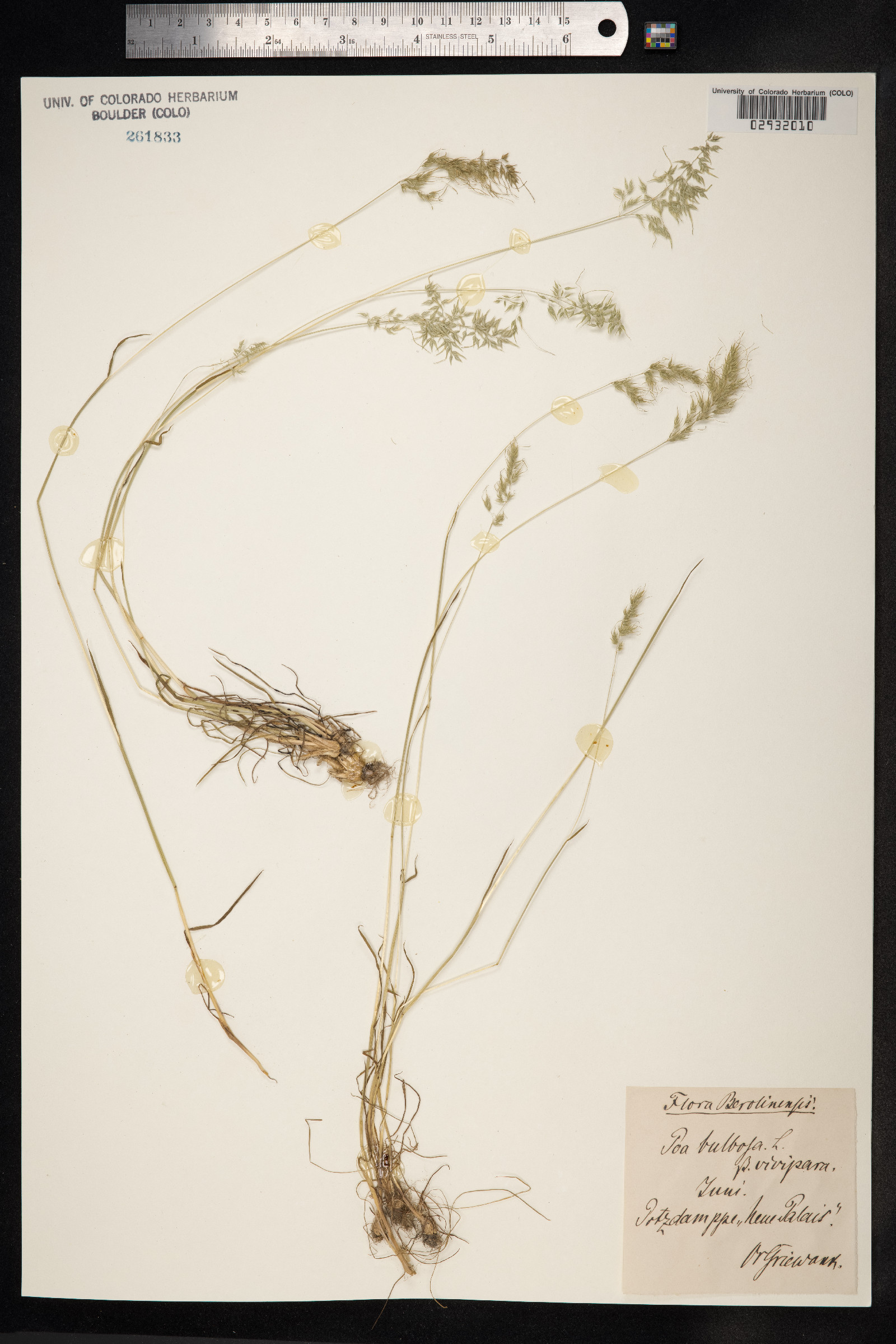 Poa bulbosa image