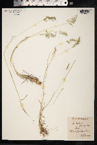 Poa bulbosa image