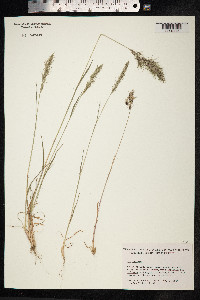 Poa bulbosa image