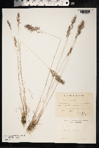 Poa bulbosa image