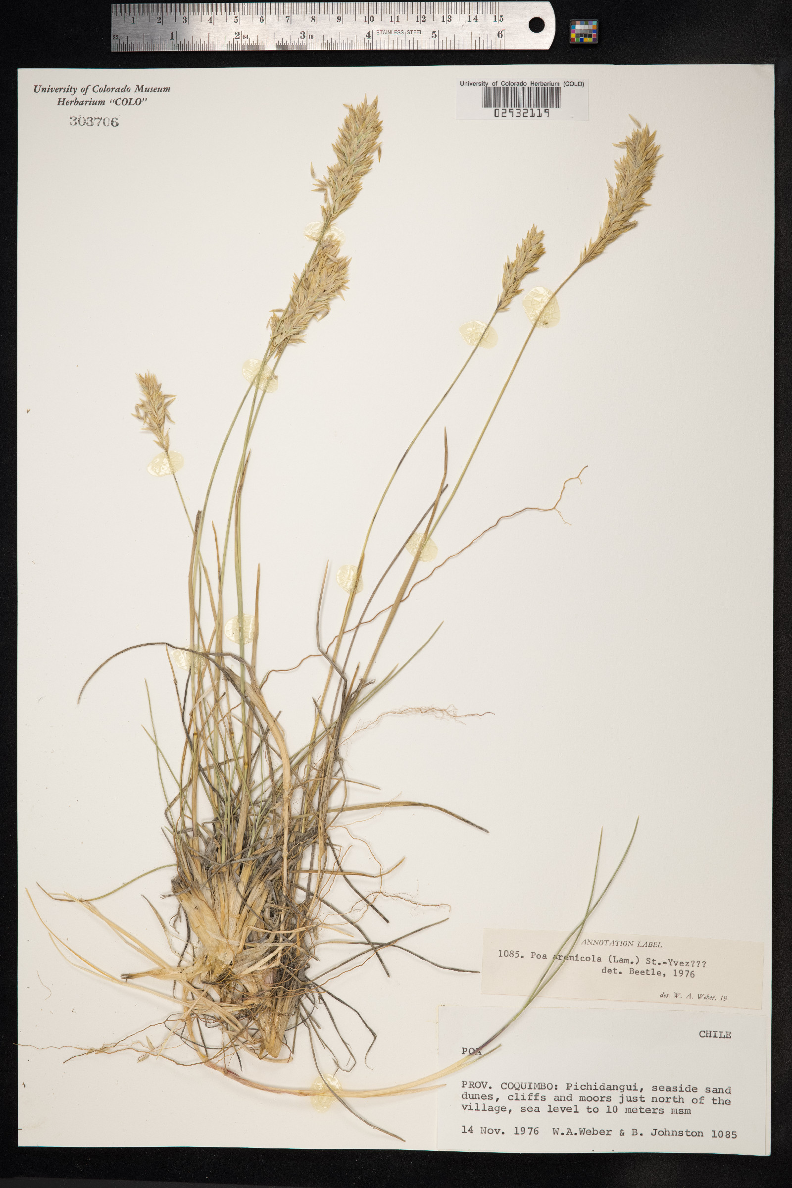 Nicoraepoa robusta image