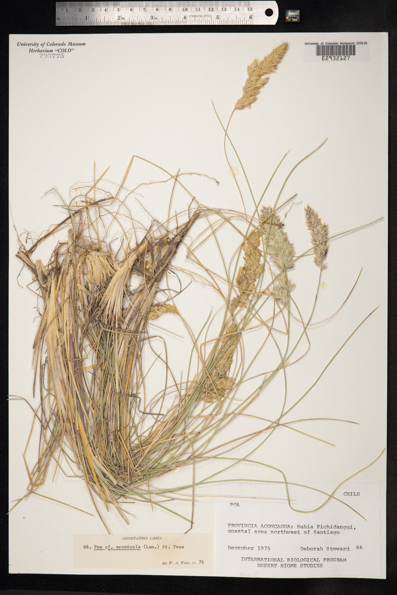 Nicoraepoa robusta image