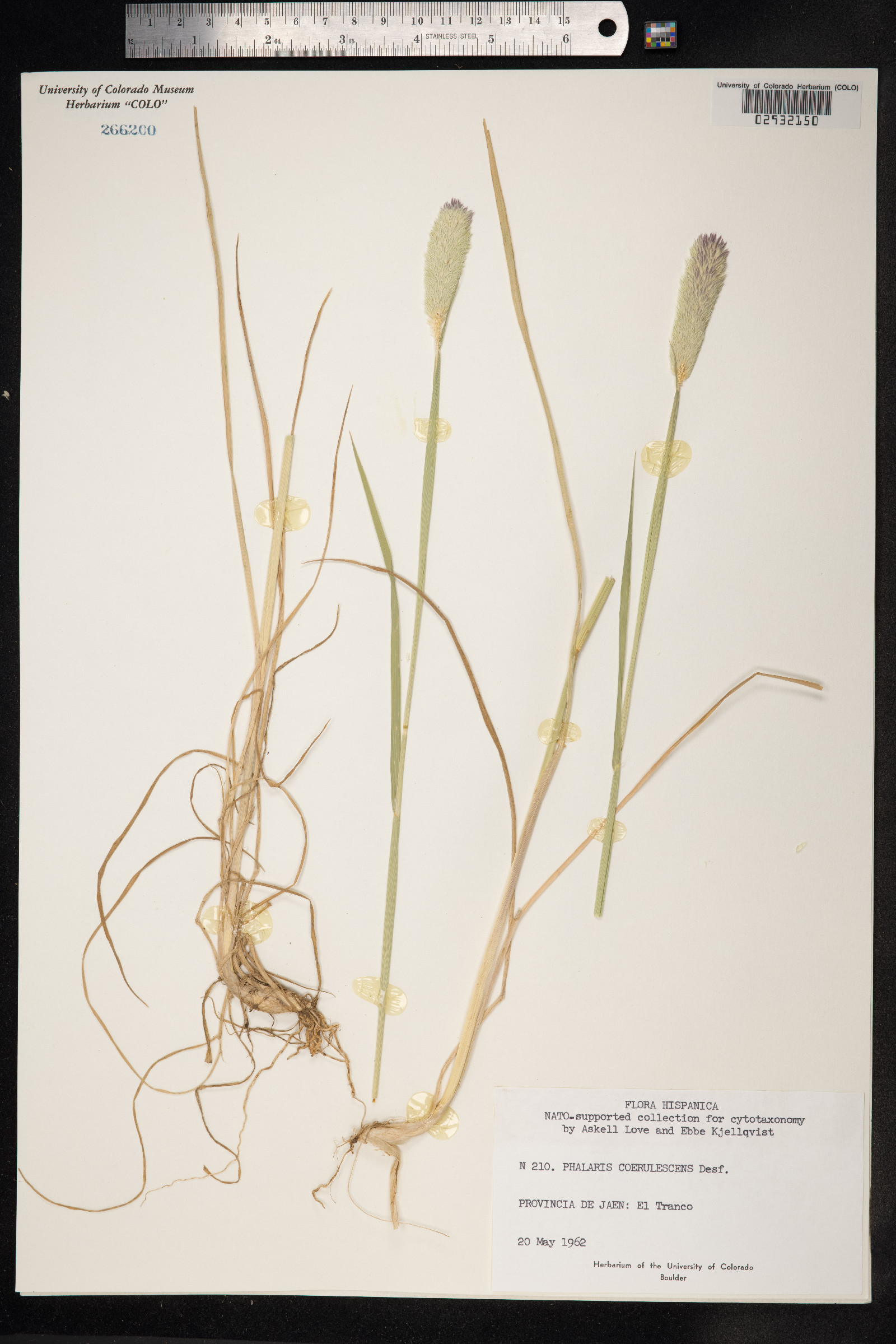 Phalaris coerulescens image