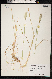 Image of Phalaris coerulescens