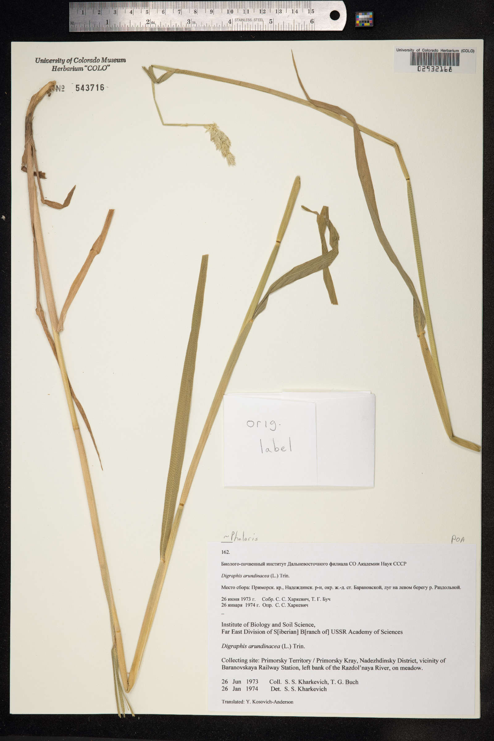 Phalaris arundinacea image