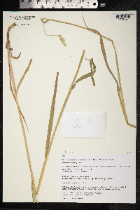 Phalaris arundinacea image