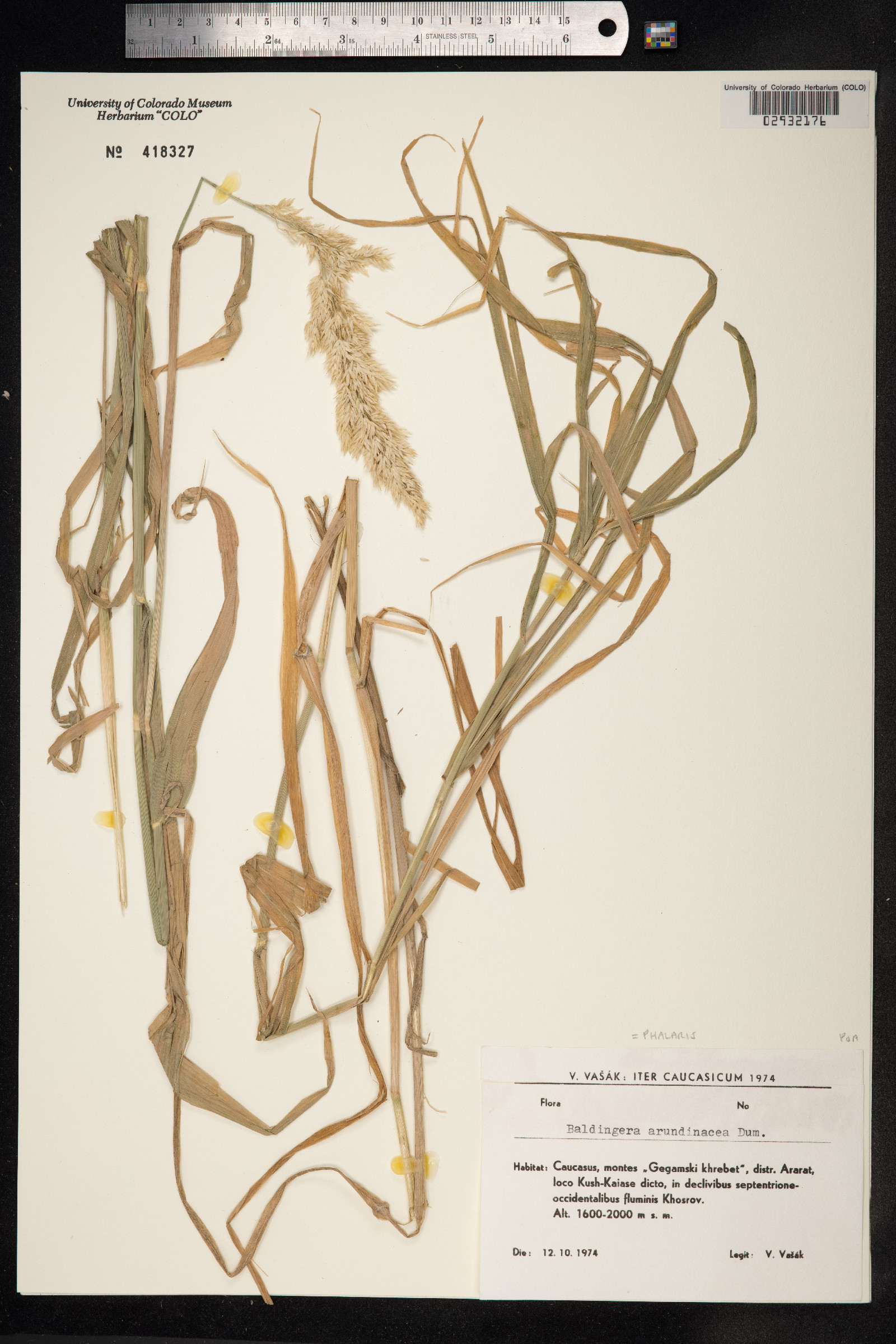 Phalaris arundinacea image