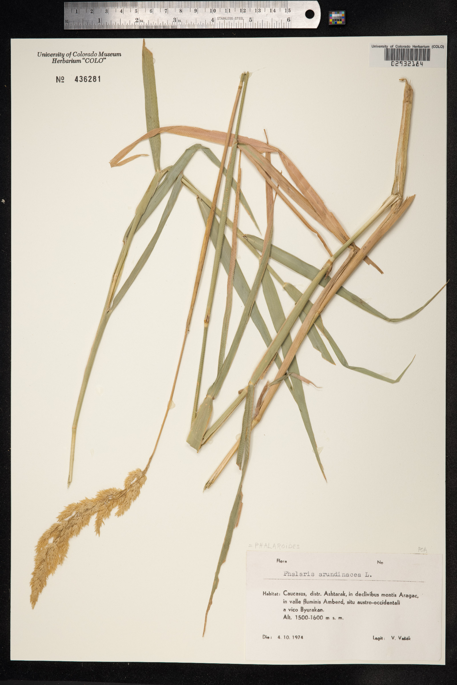 Phalaris arundinacea image