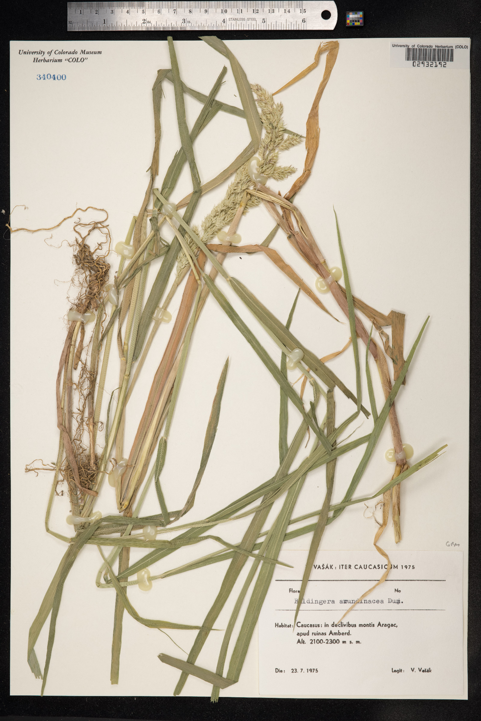 Phalaris arundinacea image