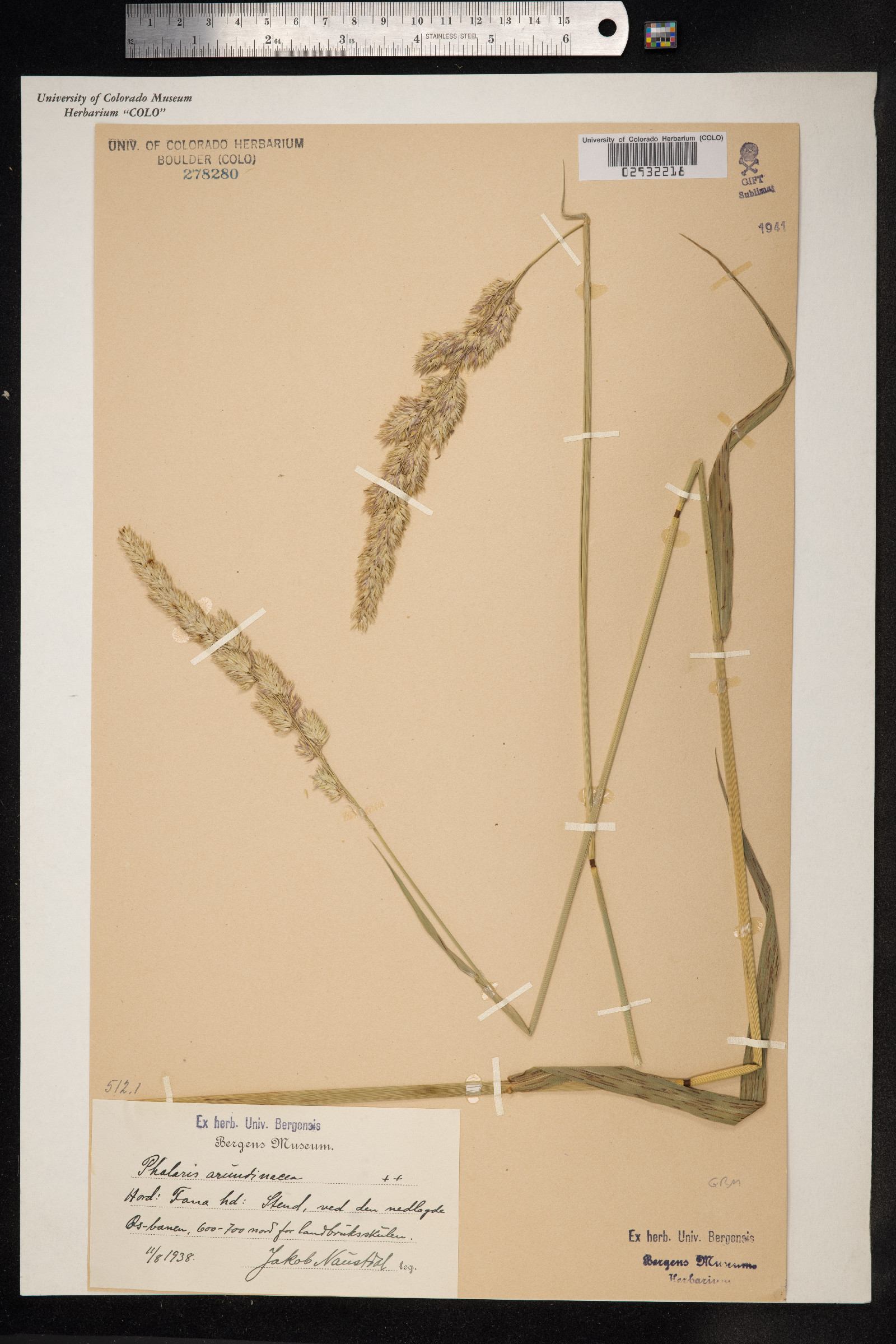 Phalaris arundinacea image