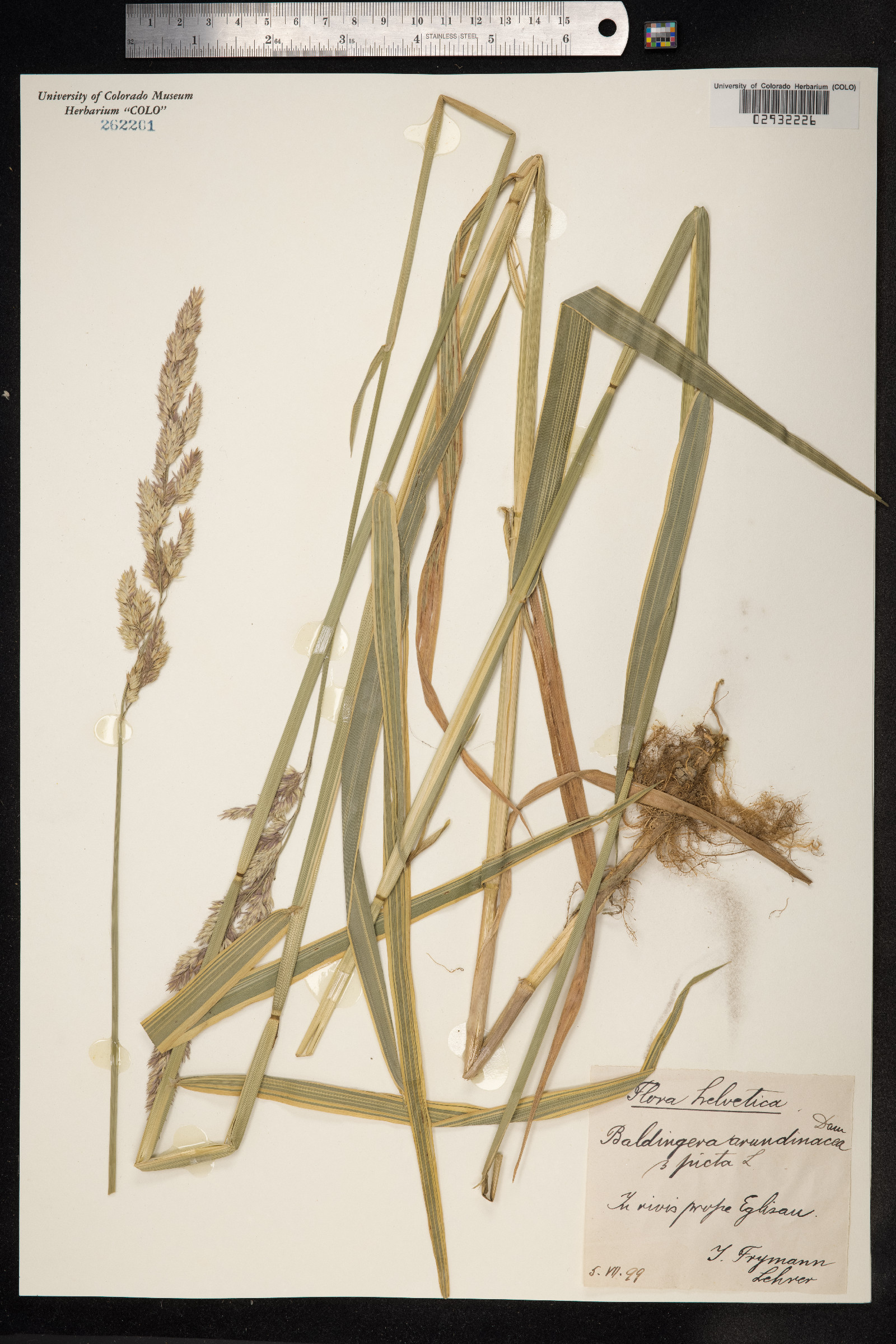 Phalaris arundinacea image