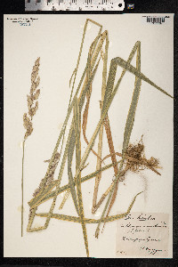 Phalaris arundinacea image