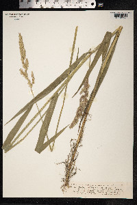 Phalaris arundinacea image
