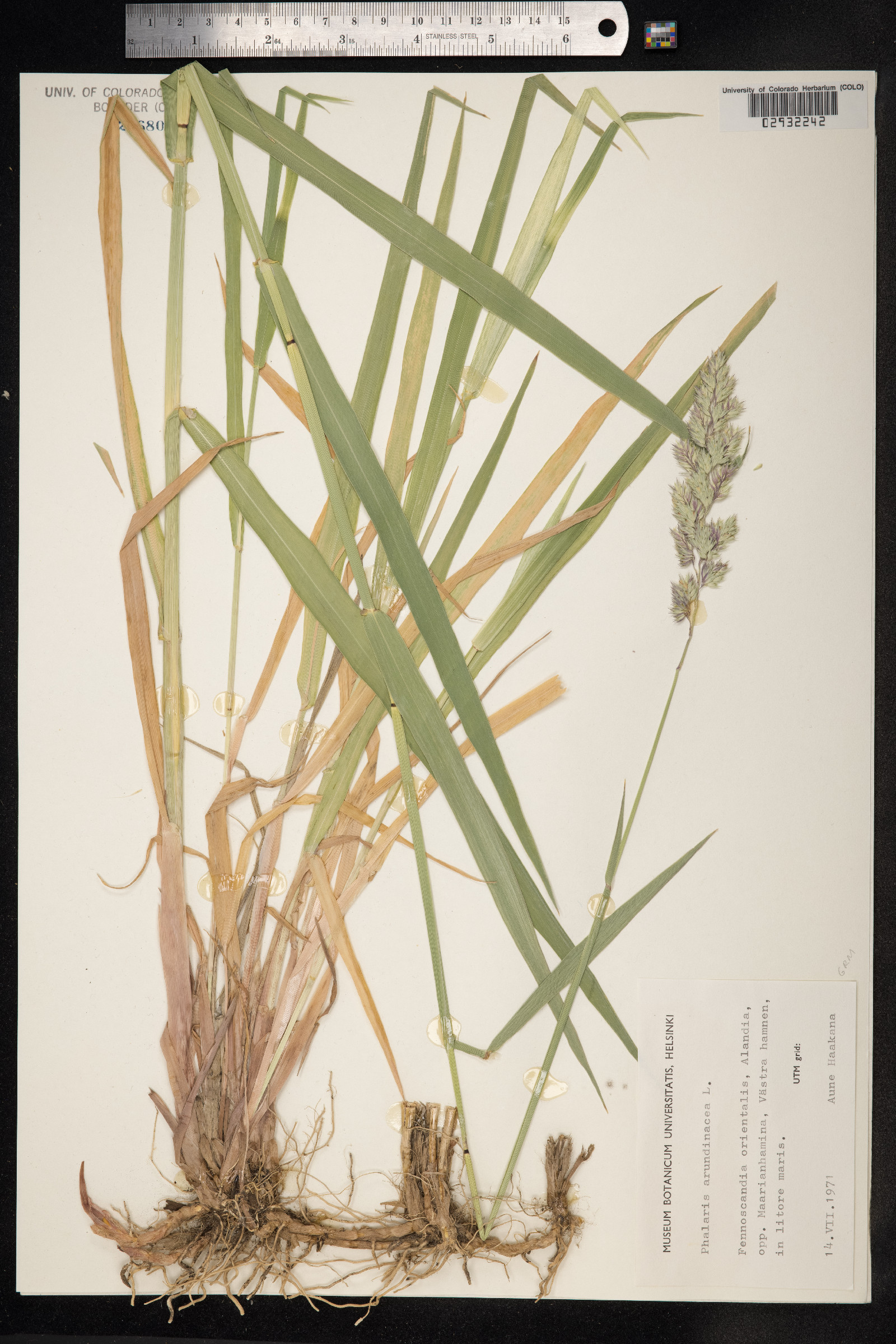 Phalaris arundinacea image