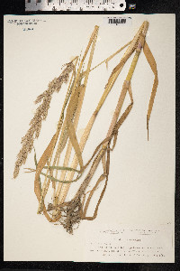 Phalaris arundinacea image
