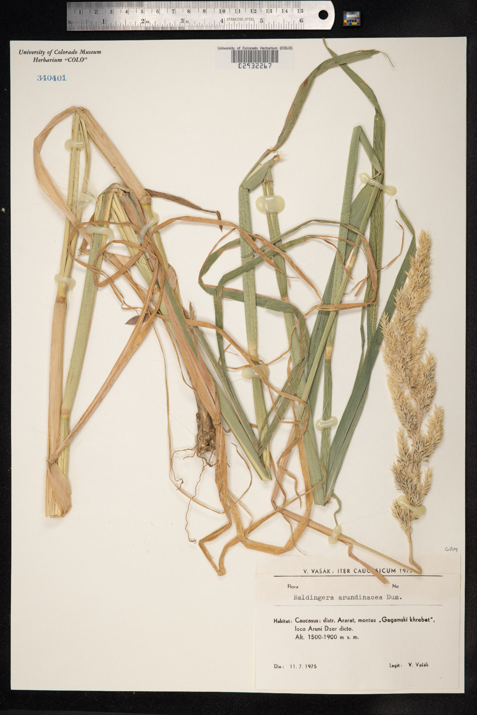 Phalaris arundinacea image