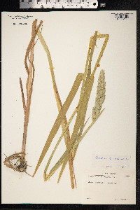 Phalaris arundinacea image