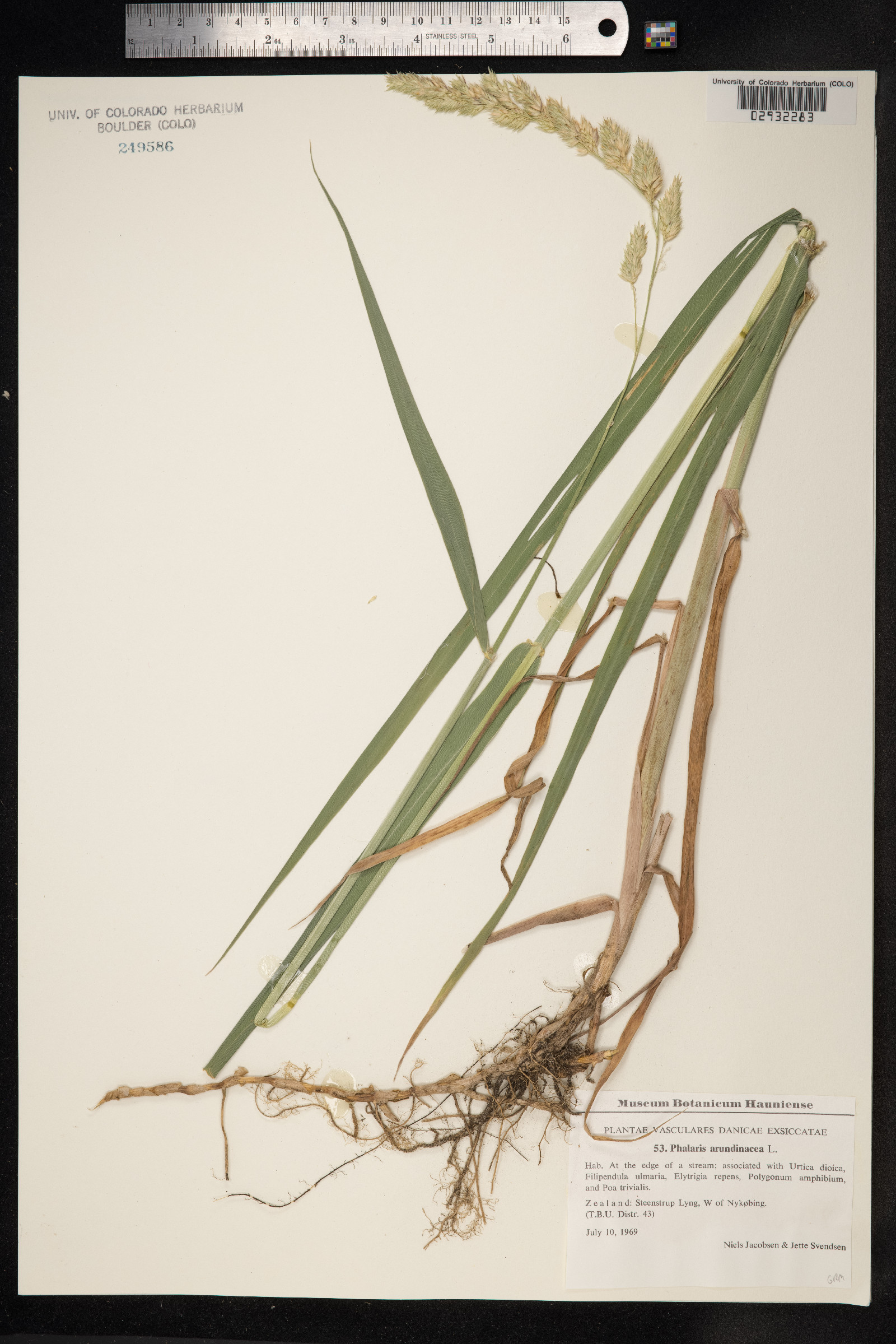 Phalaris arundinacea image