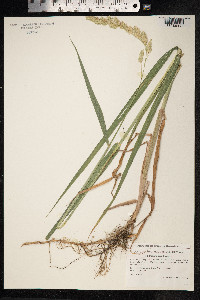 Phalaris arundinacea image