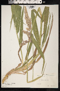Phalaris arundinacea image