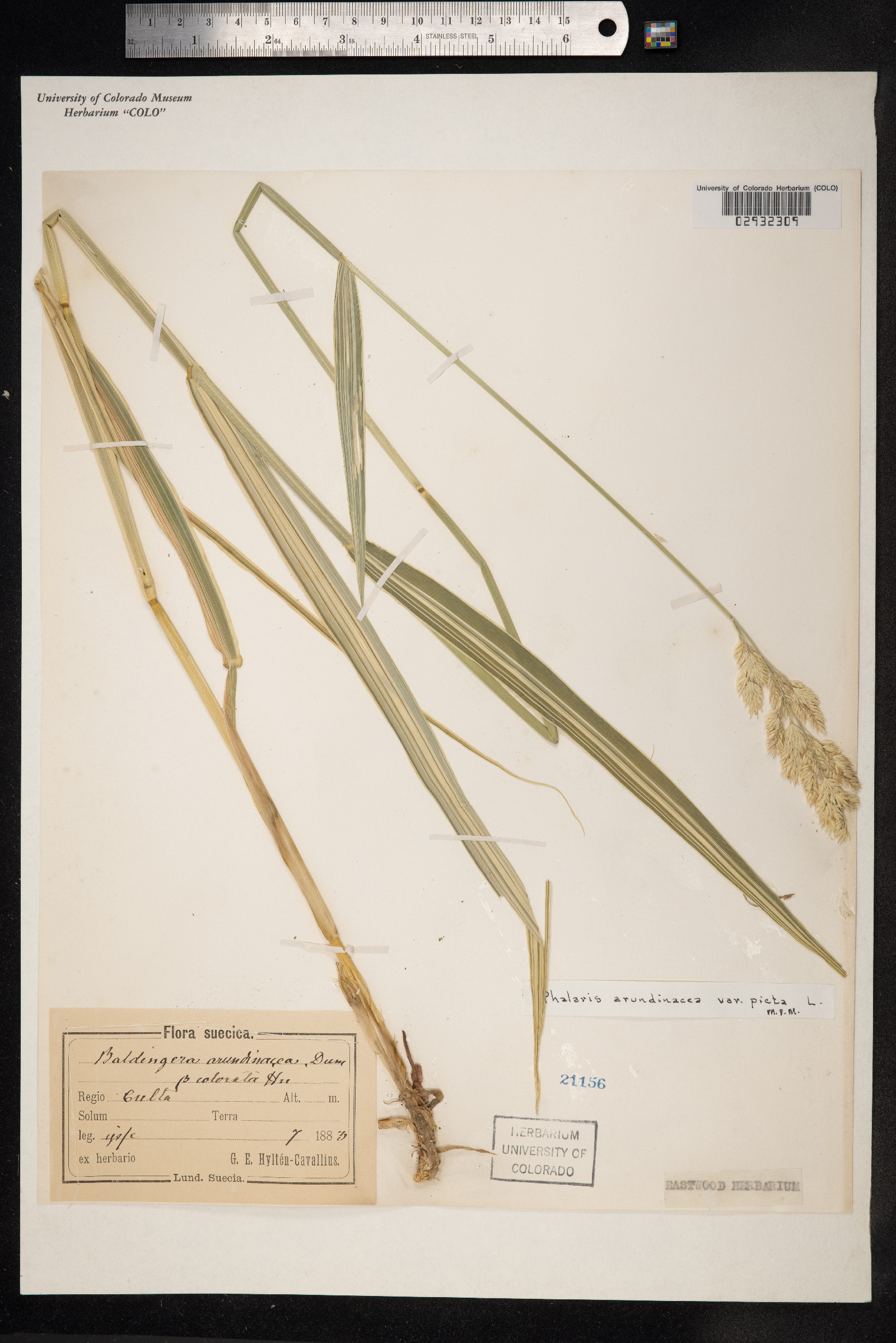 Phalaris arundinacea image