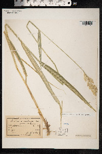 Phalaris arundinacea image