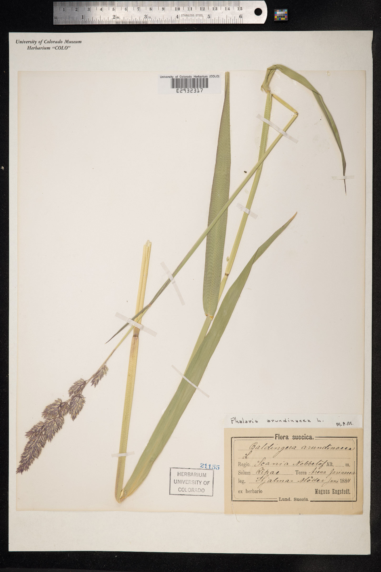 Phalaris image