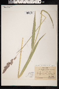 Phalaris arundinacea image