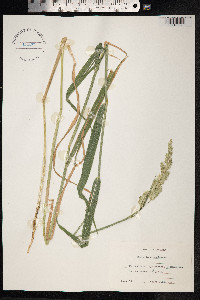Phalaris arundinacea image
