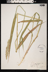 Phalaris arundinacea image