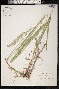Phalaris arundinacea image