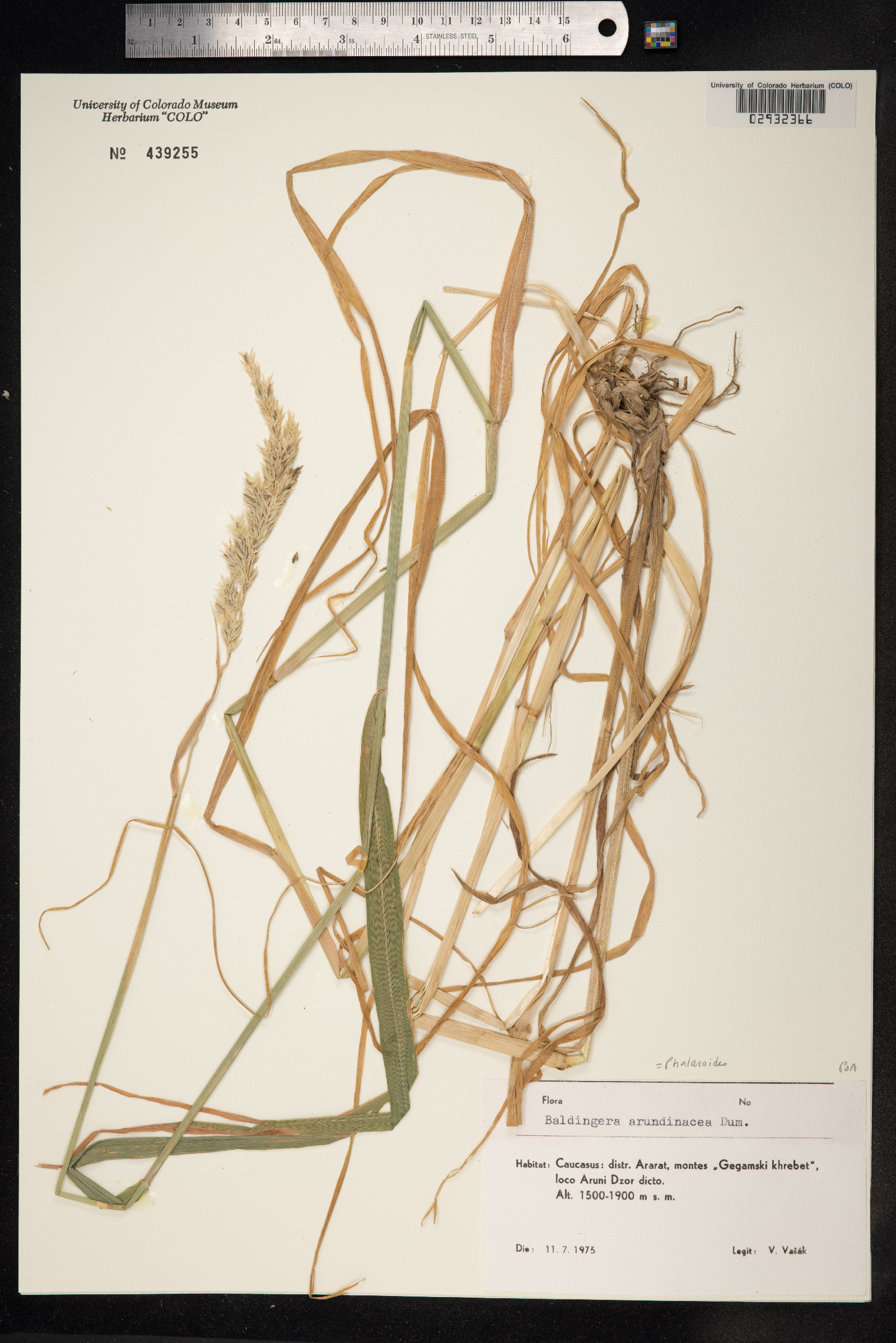Phalaris arundinacea image