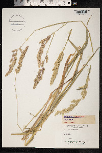 Phalaris arundinacea image