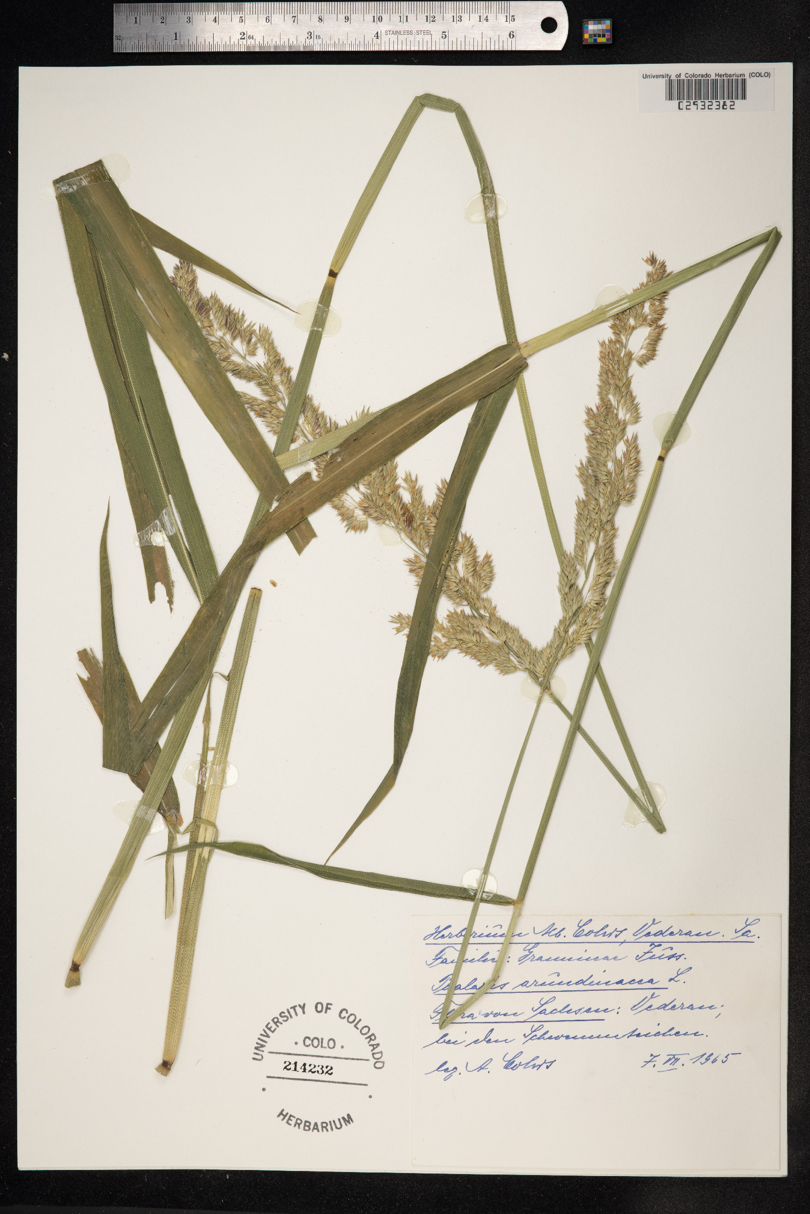 Phalaris arundinacea image