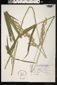 Phalaris arundinacea image
