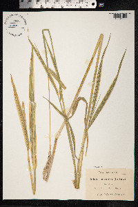 Phalaris arundinacea image