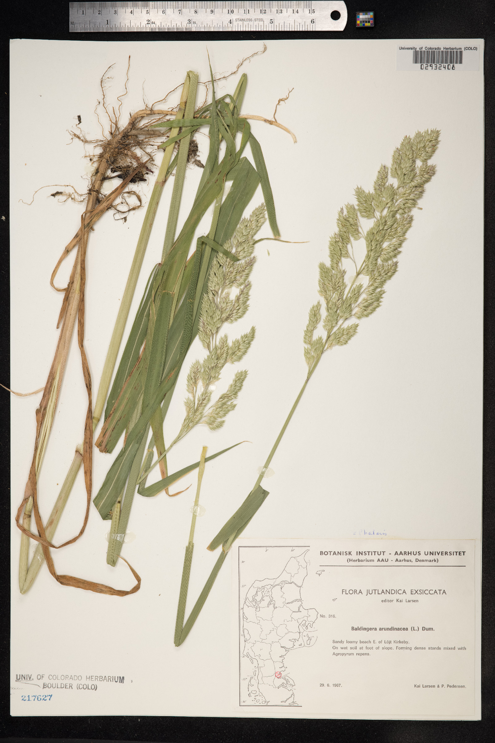 Phalaris arundinacea image